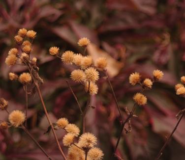 Vernonia noveboracensis - Seedheads