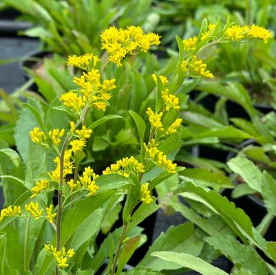 Solidago nemoralis 