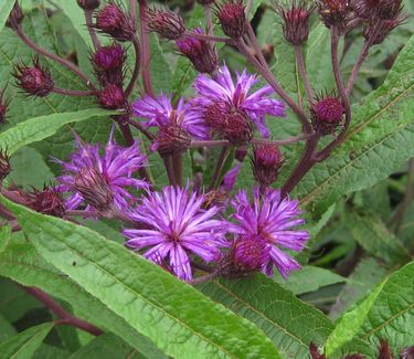 Vernonia noveboracensis