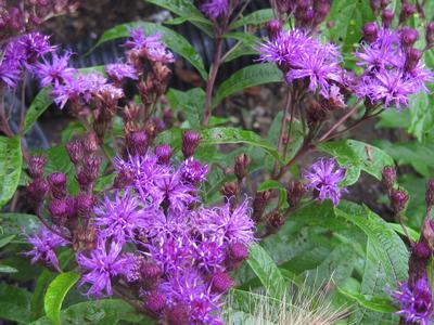 Vernonia noveboracensis - New York Ironweed