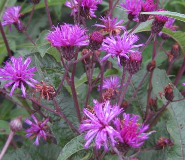 Vernonia noveboracensis - New York Ironweed 