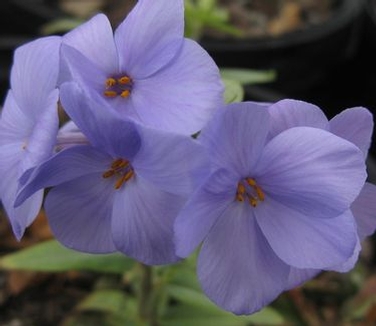 Phlox stolonifera Blue Ridge