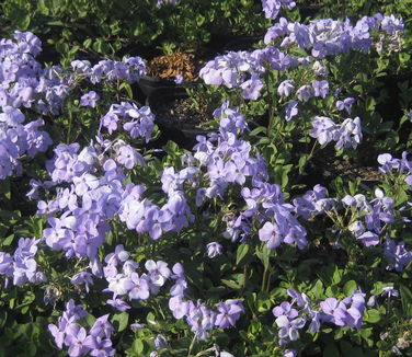 Phlox stolonifera Blue Ridge