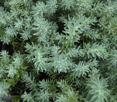 Sedum reflexum Blue Spruce