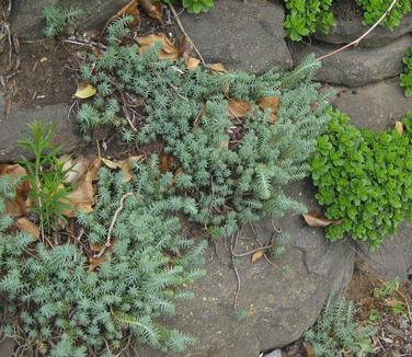 Sedum reflexum Blue Spruce - Stonecrop 