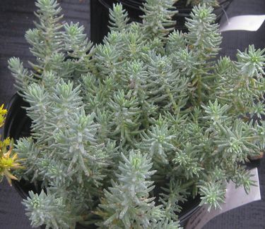 Sedum reflexum 'Blue Spruce' - Stonecrop 