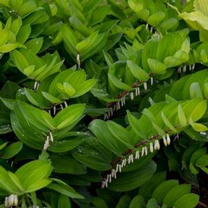 Polygonatum odoratum Ruby Slippers