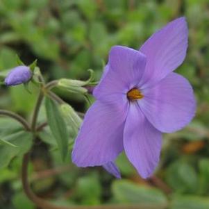 Phlox stolonifera Sherwood Purple