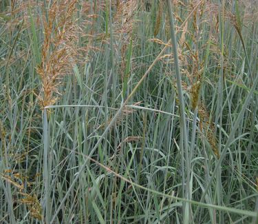 Sorgastrum nutans 'Indian Steel' - Indian Grass 