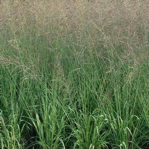 Molinia caerulea Skyracer