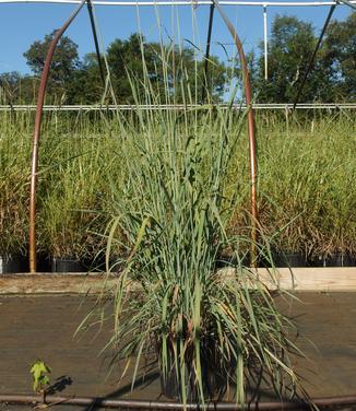 Sorgastrum nutans Indian Steel - Indian Grass