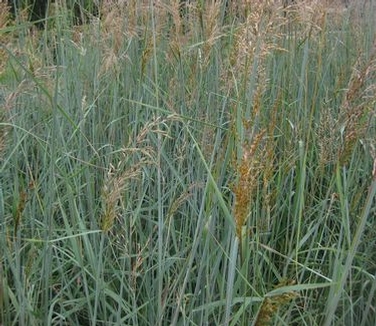 Sorghastrum nutans Indian Steel