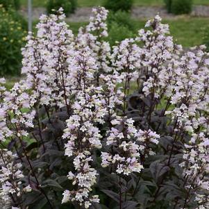 Penstemon digitalis Onyx and Pearls