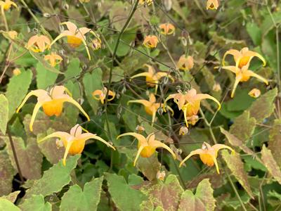 Epimedium x 'Amber Queen'