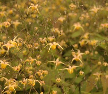 Epimedium x 'Amber Queen' - Barrenwort from Pleasant Run Nursery