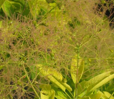 Cotinus coggygria Golden Spirit™ ('Ancot')