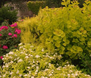 Cotinus coggygria Golden Spirit (@ Untermyer Gardens)