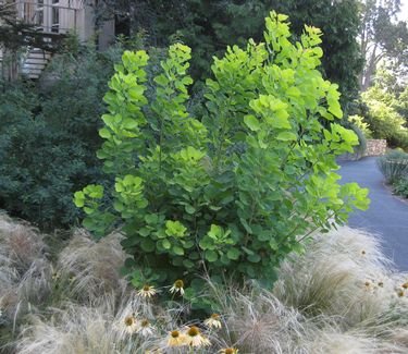 Cotinus coggygria Golden Spirit™ - Smokebush (Scott Arb)