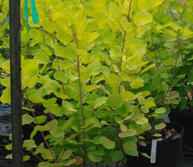 Cotinus coggygria Golden Spirit