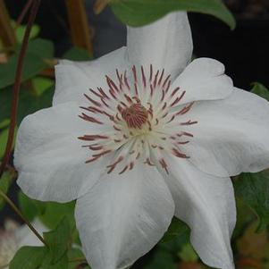 Clematis Henryi