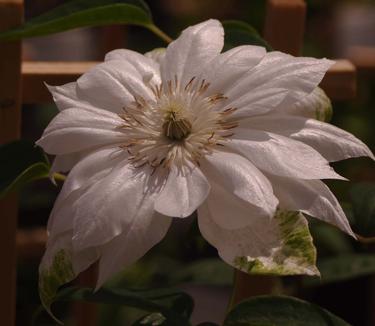 Clematis Duchess of Edinburgh