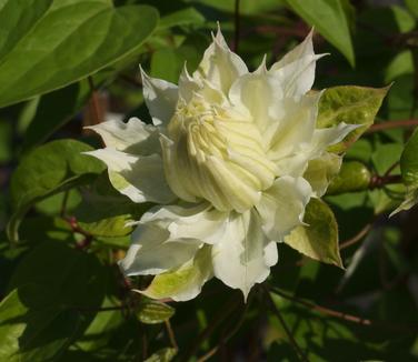 Clematis Duchess of Edinburgh