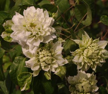 Clematis Duchess of Edinburgh 