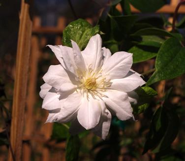 Clematis Duchess of Edinburgh 