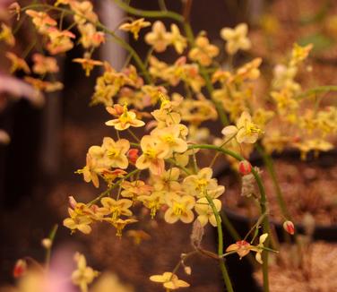 Epimedium x warleyense Orange Quee