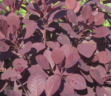 Cotinus coggygria Royal Purple