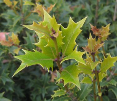 Osmanthus heterophyllus 'Gulftide' - Holly Tea Olive (New growth)