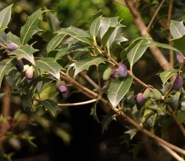 Osmanthus heterophyllus 'Gulftide'