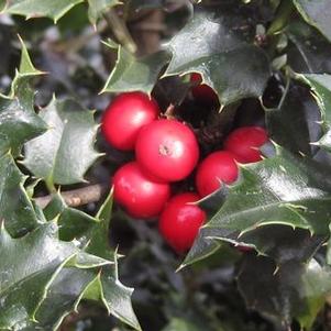 Ilex x Red Beauty®