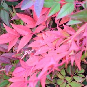 Nandina domestica 