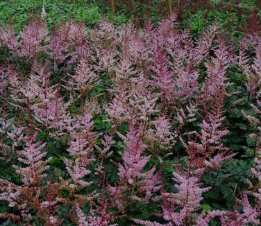 Astilbe x Delft Lace - Astilbe