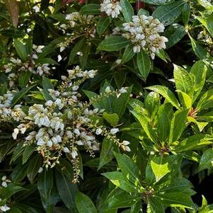 Pieris japonica Scarlet O'Hara