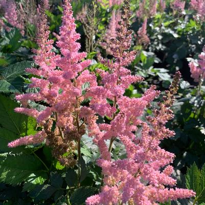 Astilbe chinensis Visions in Pink