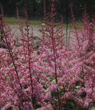 Astilbe x Delft Lace