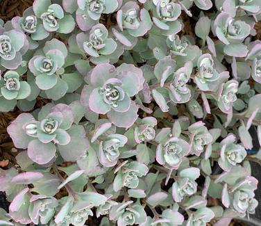 Sedum cauticolum 'Lidakense' - Stonecrop from Pleasant Run Nursery