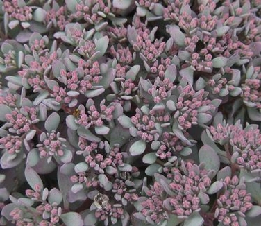 Sedum cauticolum Lidakense