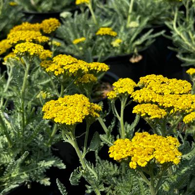 Achillea millefolium Little Moonshine