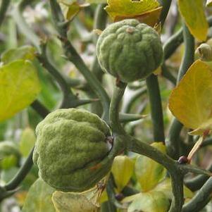 Poncirus trifoliata Flying Dragon