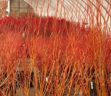 Salix 'Swizzlestick' - Corkscrew Willow