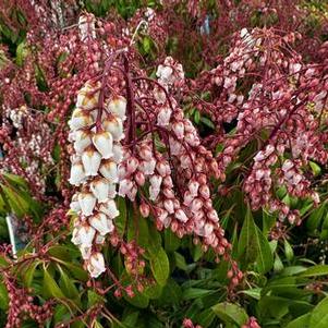 Pieris japonica Valley Rose