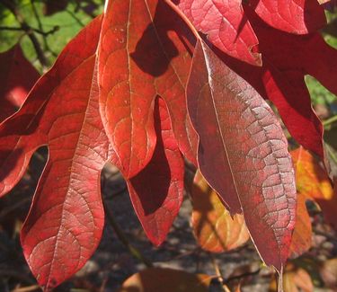 Sassafras albidum