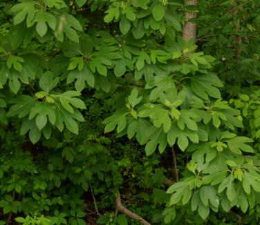 Sassafras albidum