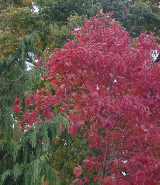 Sassafras albidum 