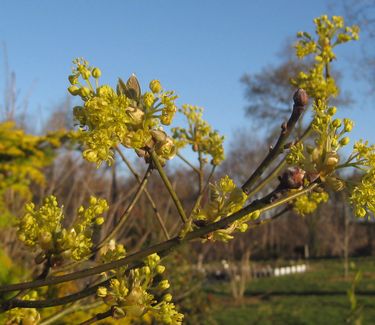 Sassafras albidum - Common Sassafras