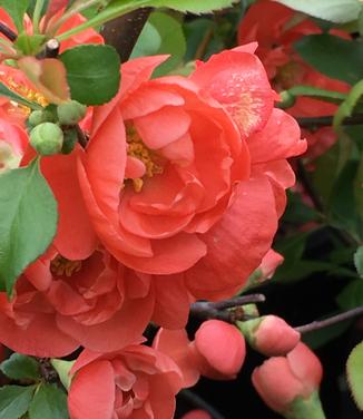 Chaenomeles Double Take 'Orange Storm'