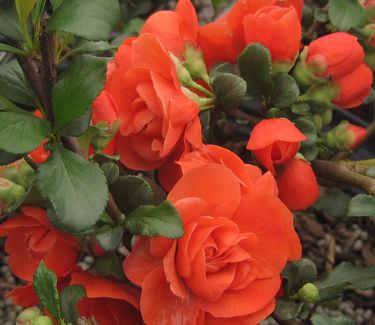 Chaenomeles Double Take™ 'Orange Storm'